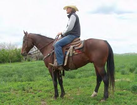 Hershey has a good move and lots of rate. He is a very high-quality rope horse with Doc s Hickory in his pedigree.