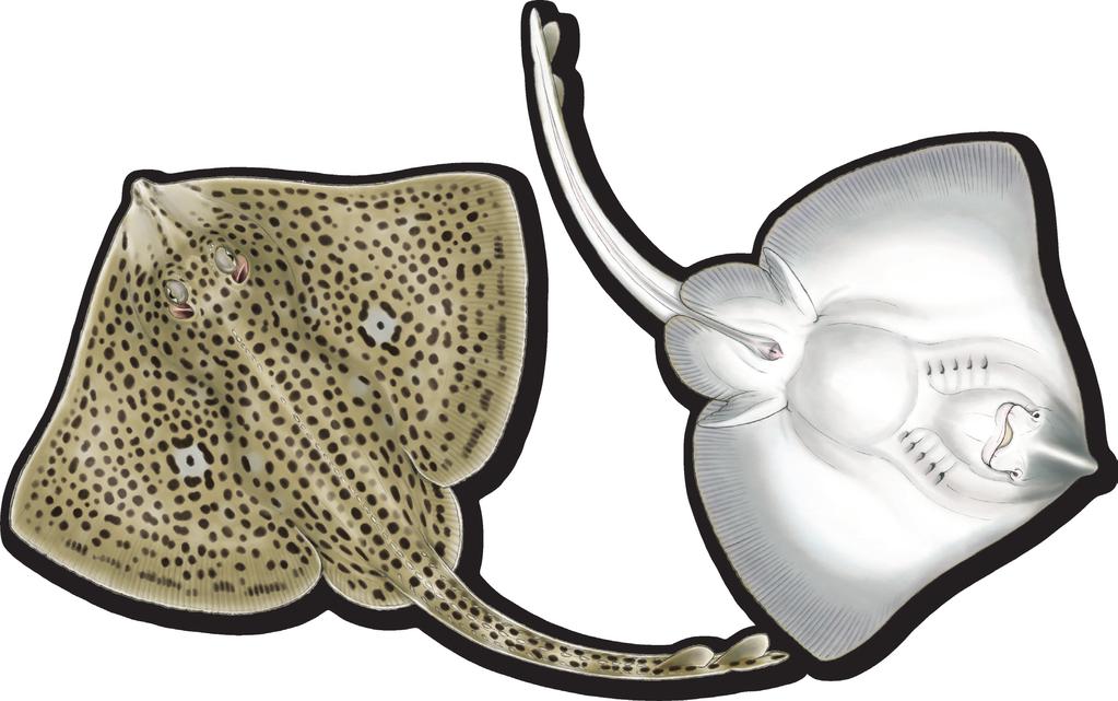 Dorsal View ( ) Ventral View ( ) APPEARANCE, Spotted Skate, Homelyn Ray, Spotted Homelyn Ray, Roker, Gefleckte Roche (De), Raie Douce (Fr), Razza Maculata (It), Raia Manchata (Pr), Raya Pintada (Es),