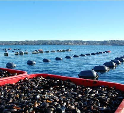 Mussel farming Blumar starts its mussel farming
