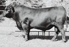 017 Mr Right has loads of eye appeal and style. He is long sided, deep bodied and an easy moving bull. He sires calves with lots of rib expression, depth of body and eye Vin-Mar Mr Right 4515 appeal.