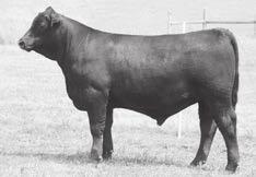 54 JAR Passport 357 747 - Lot 53 +78.09 +100.14 +18.29 +145.57 +12 +30 +55 +.52 +.03 +.043 He calves easy and they take off and grow fast. His daughters have been good producers and are nice uddered.