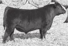 Conanga 194 A&B Yukon 0103 Jindras Classy Lady J 8314 +13 +.4 +79 +156 +1.0 +.22 +22 +26 +80 +.67 +.85 -.041 One of the hottest trending bulls in the Angus breed. His EPD profile is out of this world.