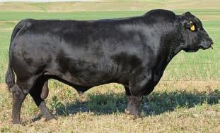 85 Varilek Complement 5046 105 Birth Date: 1-9-2015 Bull 18205934 Tattoo: 5046 SIRED BY: EF Complement 8088 Roth Final Answer 118 #SAV Final Answer 0035 [RDF] Varilek Rose 3287 392 Roth Beauty 9005