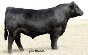 (Pictured is his sire, Connealy Confidence 0100.