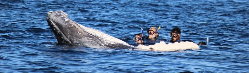 Tonga, 19 Swimming with Humpback Whales Annual tours to Vava u, Tonga Vava u, 2019 One of the Ocean s Greatest Wildlife encounters H IGHLIGHTS: 5 Days Snorkelling with Humpback Whales and their
