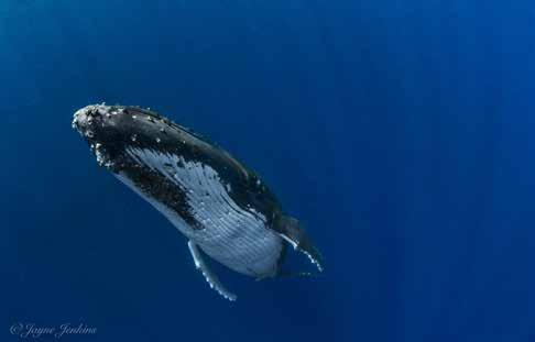 Your The Whales of Vava u, 2019 itinerary Monday, 2 nd September, 2019 Depart Sydney SYD 17:50 on FJ910 (Flight duration 3hr 55m Fiji is 2 hours ahead of Sydney) Tuesday, 3 rd Sept, 2019 (B) (Lunch