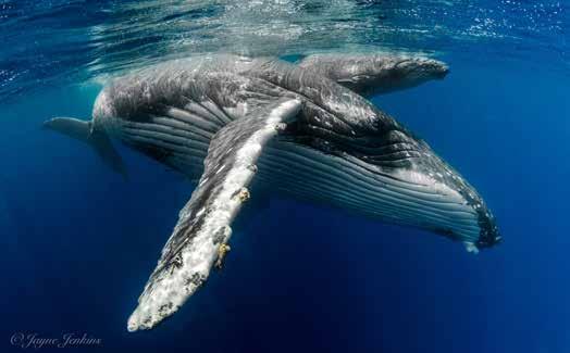 Photographic Tour Vava u 2019 The Humpback Whales of Vava u a u What to expect while on tour You will be accompanied by one of our conscientious, experienced guides to ensure your holiday runs