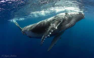 Brisbane & Melbourne for +$)) 1 nights twin share accommodation in Nadi, Fiji 7 nights twin share accommodation in Vava u Breakfasts on Whale days 5 days Swimming with Humpback Whales incl.