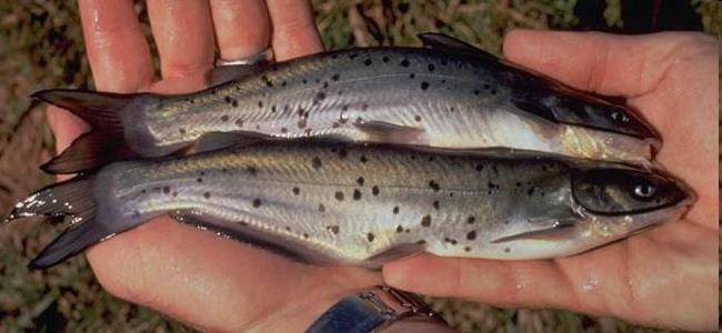 Catfish Ictalurus punctatus Caudal fin deeply