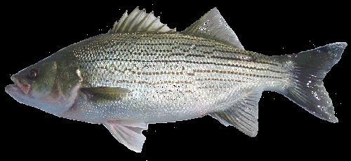 Temperate Bass - Moronidae White Bass Morone
