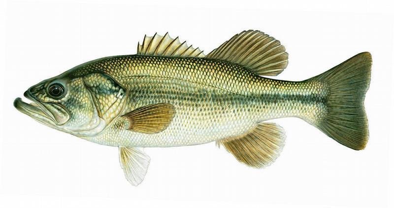 Largemouth Bass Micropterus salmoides Maxilla extends beyond eye Dorsal fins narrowly joined with deep notch Spotted Bass