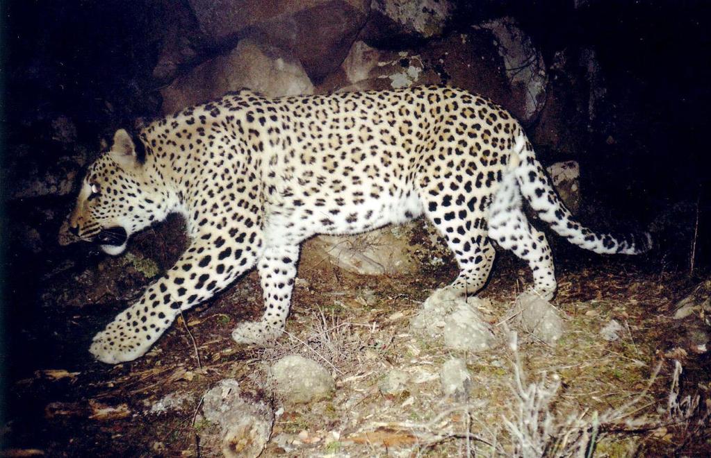 NATIONAL ACTION PLAN FOR LEOPARD (Panthera pardus) CONSERVATION IN ARMENIA WWF