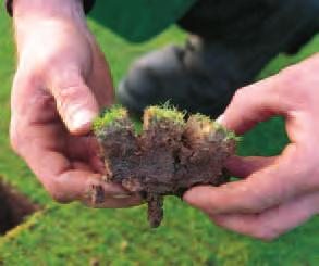 This layer of excess organic matter holds water, and therefore encourages shallow-rooted turf.