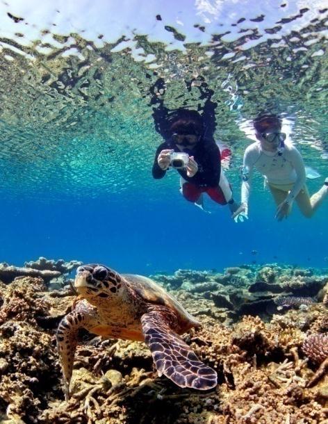 a theme for your snorkelling...turtle quest anyone?