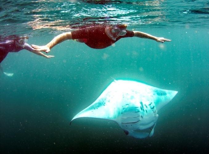 Two hour excursions *85 The manta season in this area is approximately July to September.