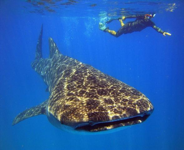 Snorkeling Experiences 4 Whaleshark Voyage To Ari Atoll 5500 Get ready to