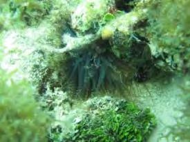 anemone) Increasing Keys-wide, both