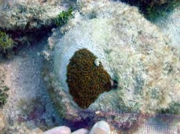 Coral Diseases Percent of Observations Wtih Disease 2.5% 2.0% 1.5% 1.0% 0.5% 0.