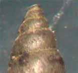 New Zealand Mudsnail (Potamopyrgus antipodarum) Small