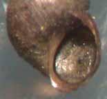 Operculum covers opening Seals perfectly with opening of