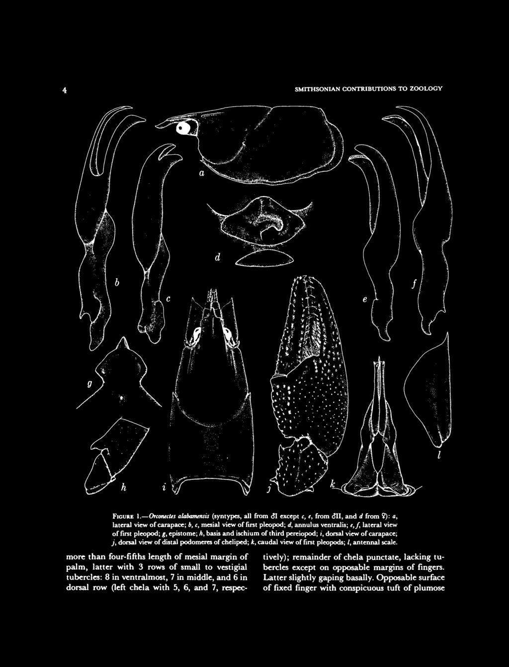 pleopod; g, cpistome; h, basis and ischium of third pereiopod; t, dorsal view of carapace; j, dorsal view of distal podomeres of cheliped; k, caudal view of first pleopods; /, antennal scale.