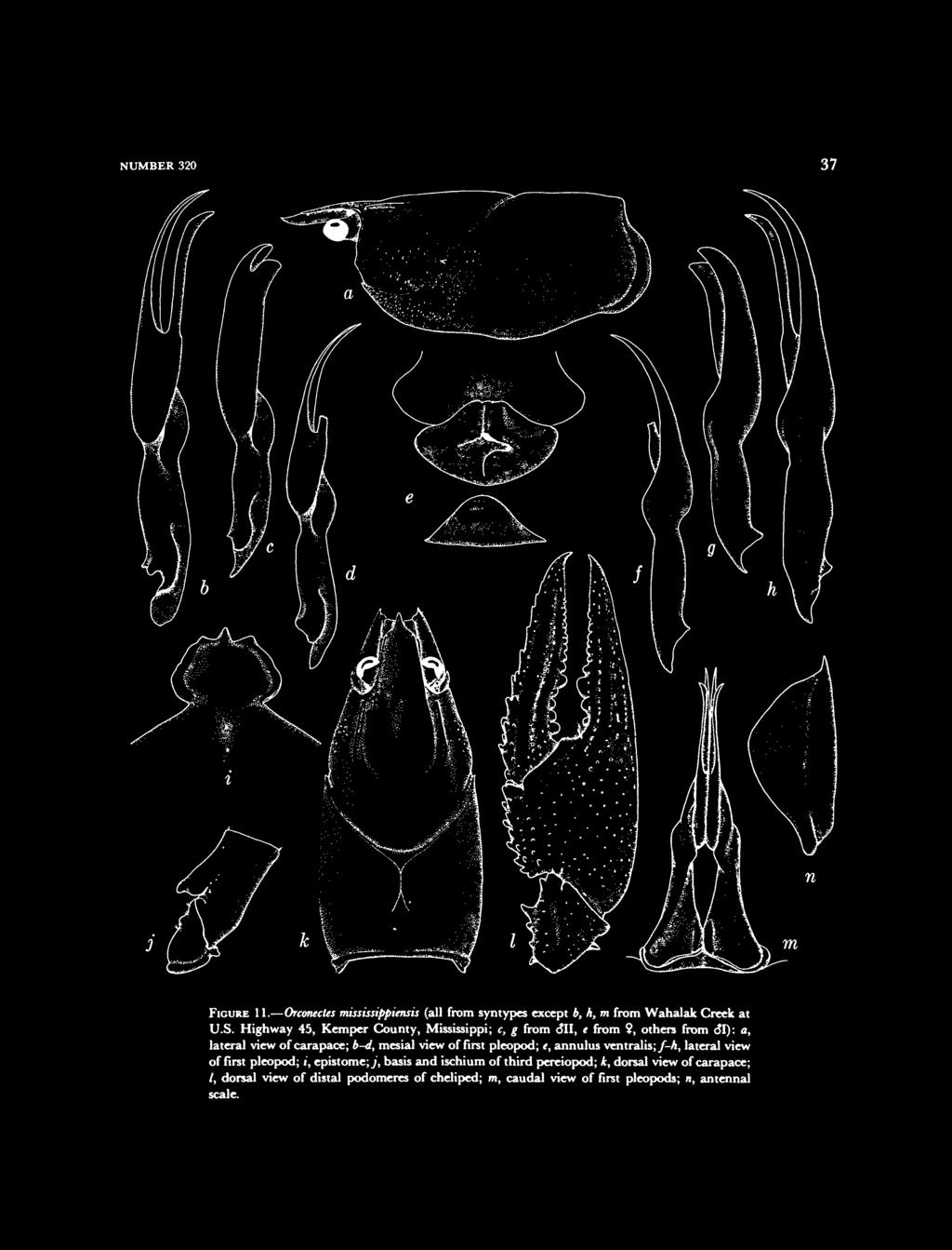 view of first pleopod; e, annulus ventralis; f-h, lateral view of first pleopod; i, epistome; j, basis and ischium of third