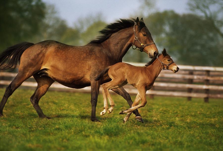Post-natal effects The mare does not only influence the foal through maternal