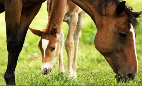 What determines foal temperament? 1. Genetic effects 2. Pre-natal effets (during pregnancy) 3.