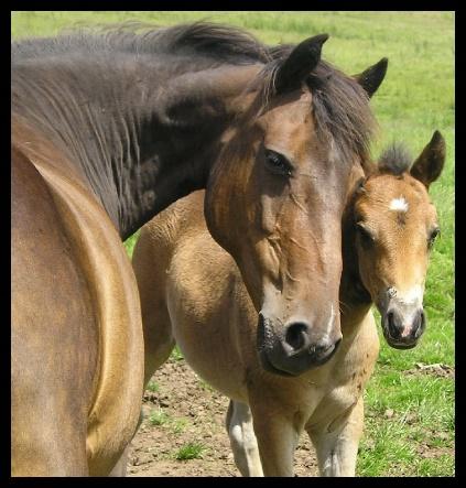 decrease fearfulness and stress sensitivity in the foal Remember gentle handling of the mare in