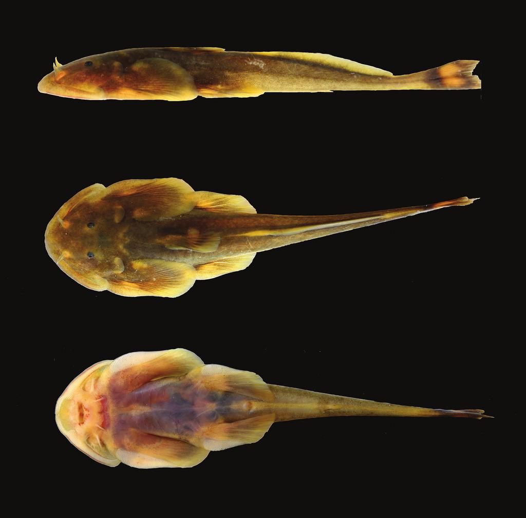 98 Xiao-Yong Chen et al. / ZooKeys 646: 95 108 (2017) Figure 1. Oreoglanis hponkanensis, SEABRI CXY20150104, paratype, male, 70.6 mm SL. Dorsal fin without spine and with i, 5 (7) rays.