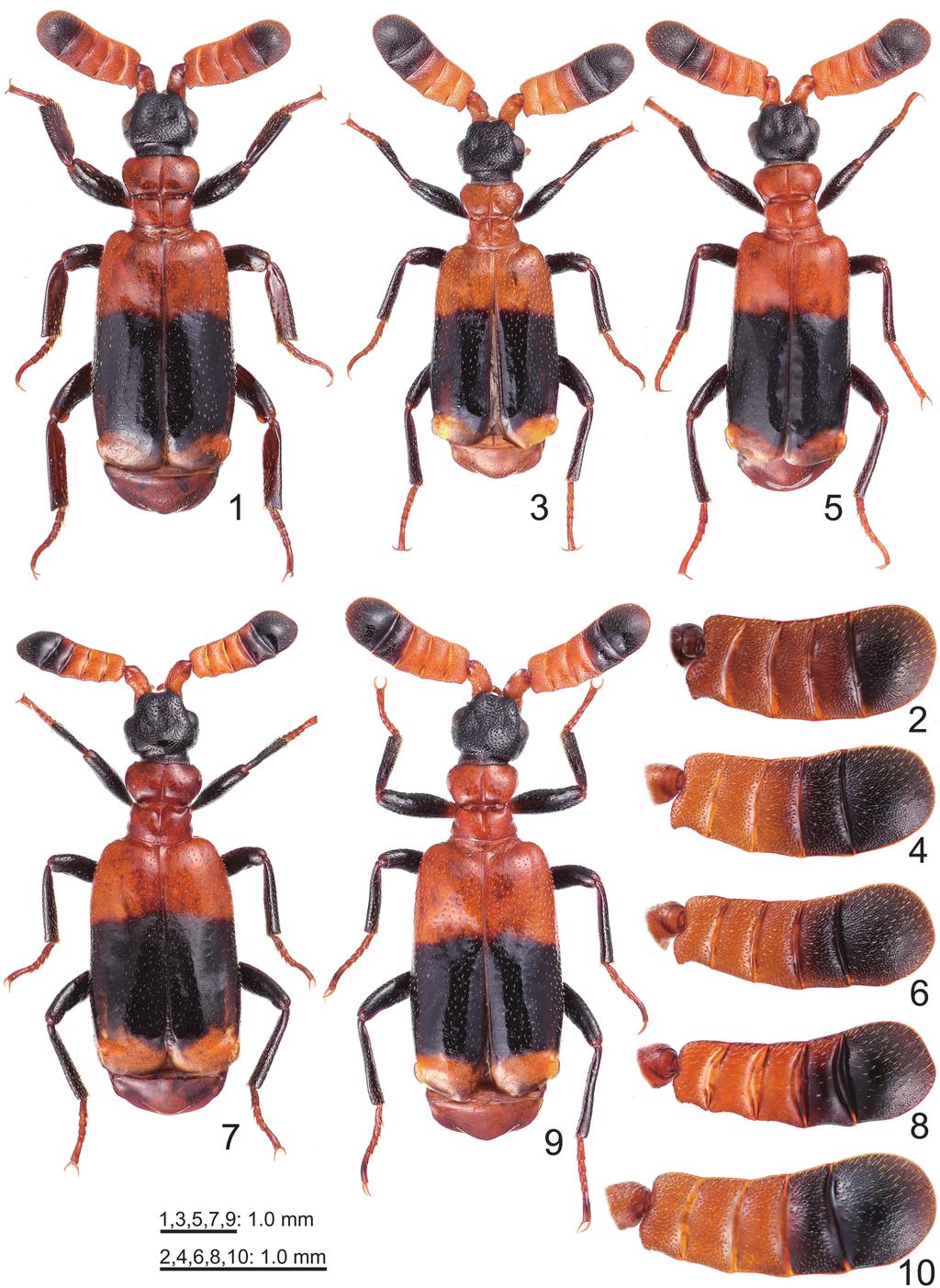FOUR NEW CERATODERUS FROM INDOCHINA Figs. 1-10. Ceratoderus spp. 1, 2, Habitus and right antennal club of C. bifasciatus; 3, 4, ditto, C.