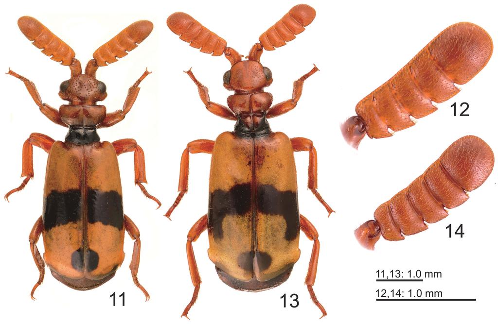 FOUR NEW CERATODERUS FROM INDOCHINA Figs. 11-14. Ceratoderus spp. 11,12, habitus and right antennal club of C. venustus; 13, 14, ditto, C. akikoae sp. nov. (holotype). Non-type material.