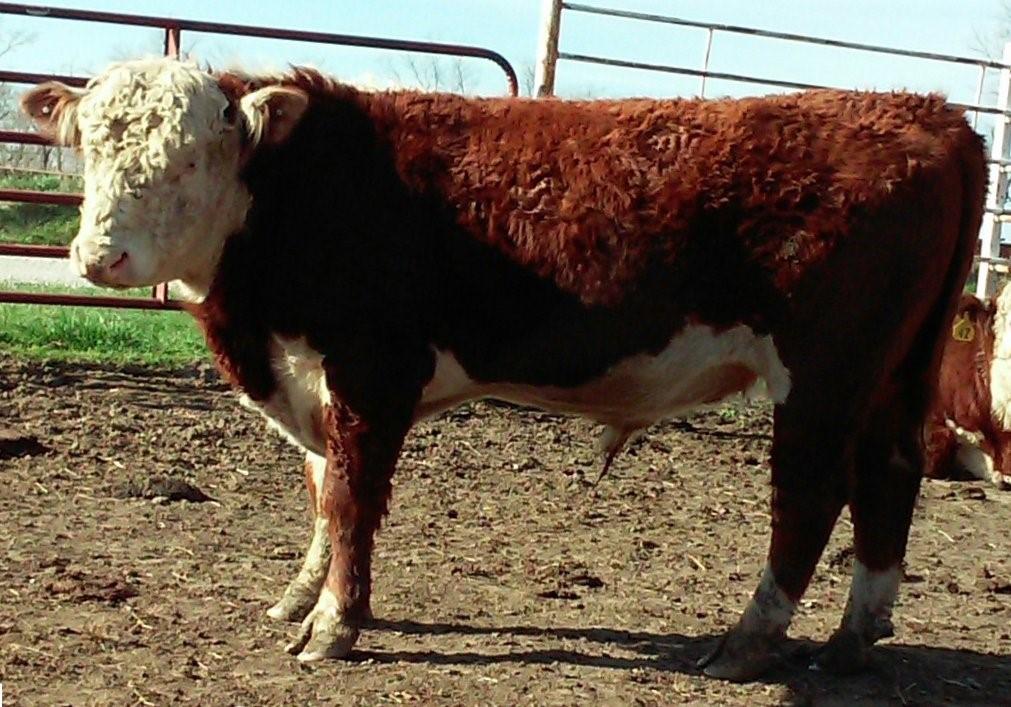 Offenburger Polled Herefords Randy Offenburger, Lacona, Iowa (641) 891-3218 Consignor of Lots 9A, 9B, 9C Lot 9A Spring 2-year old Bull Calved: February 18, 2014 Actual Birth Weight: 100 lbs.