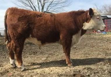Andrew Johnson Woodburn, Iowa (515) 249-2117 Consignor of Lot 8A Lot 8A Calved: April 1, 2015 Actual Birth Weight: 75 lbs. Yearling Weight 3/14/16: 1,021 lbs.