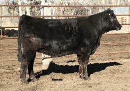 1803F comes to you with a great disposition, good depth of body, and natural thickness. He is homozygous polled. 14 CED 9 BW 2.3 WW 59 YW 88 MK 25 0.95 DOC 15 CW 17 REA 1.2 YG -0.75 MB -0.36 $MTI 40.