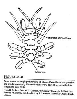 Cyamus, Paracyamus Ectoparasites