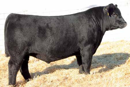 55 impeccable phenotype with a true calving-ease tabulation, top and bottom.