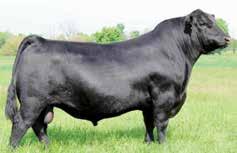 SAV Book Value 1149 Reg. 17016714 BW 76 205 Wt. 884 365 Wt. 1596 +.3 +57 +97 +26 SAV Bismarck 5682 continues to be one of the breed s leading sires for total annual registrations.