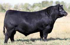 1 +64 +116 +29 Contact SAV (701) 445-7465 Volume discounts available! The feed efficiency winner in the 2013 Angus Sire Alliance. This powerful Bismarck bull from a BW 72 205 Wt. 1032 365 Wt. 1573 +1.