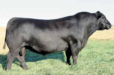She has nine daughters retained and 17 progeny have highlighted past SAV sales to cowmen in eight states and Canada.