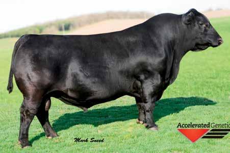 She records a weaning ratio of 108 on 5 calves and takes a leading position in the SAV herd. One of the breed s top sires for annual registrations.