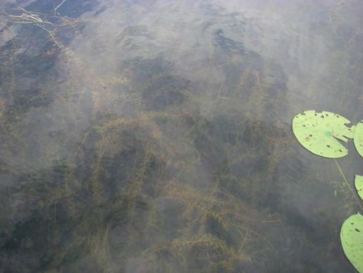 Photo 8 Looking at the aquatic vegetation at Site, July 20, 200 As shown on Table 5, during the spring sampling a total of 74 fish representing species were captured: northern pike, golden shiner,