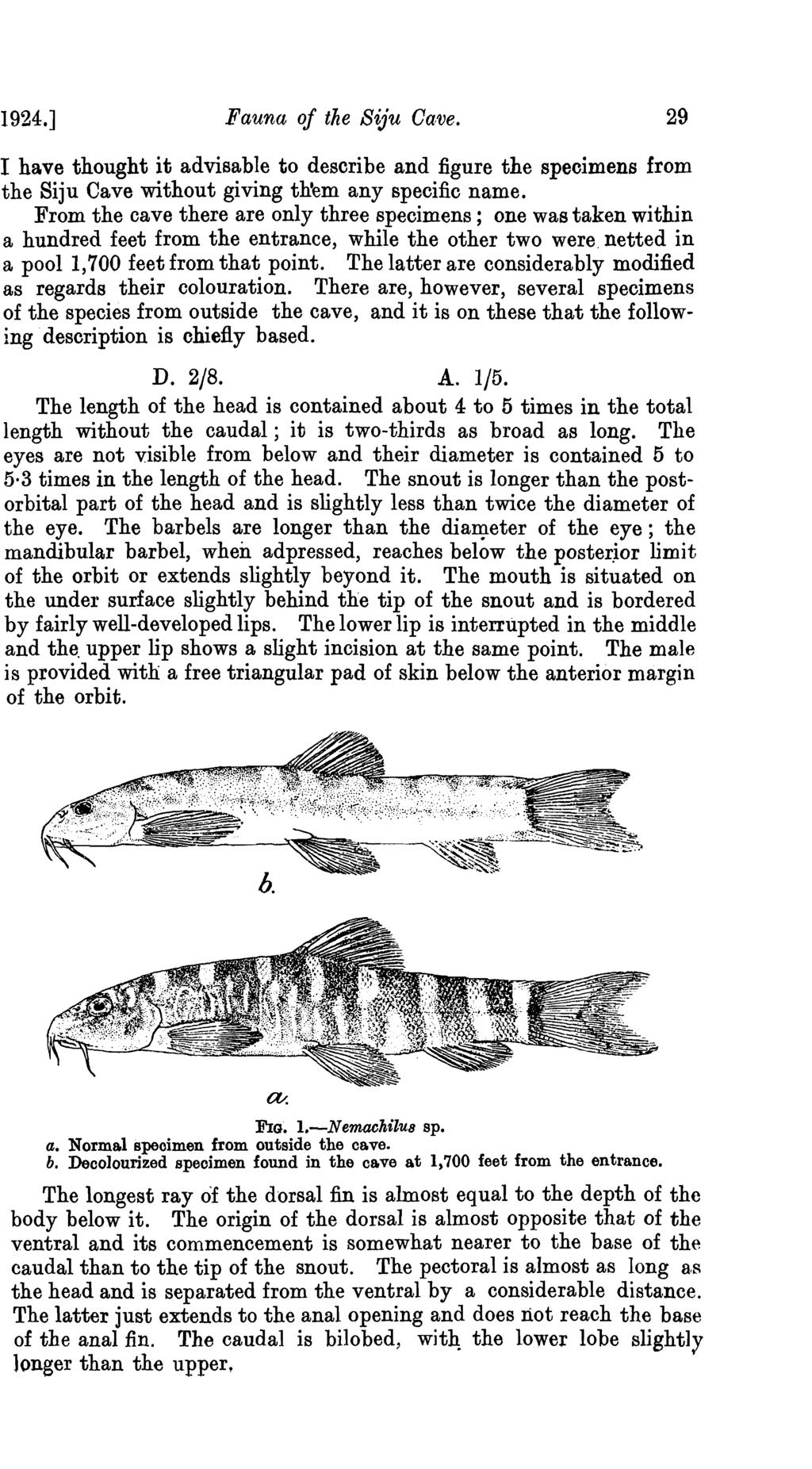 1924.] Fauna of the Siju Ga,ve. 29 I have thought it advisable to describe and figure the specimens from the Siju Cave without giving th'em any specific name.