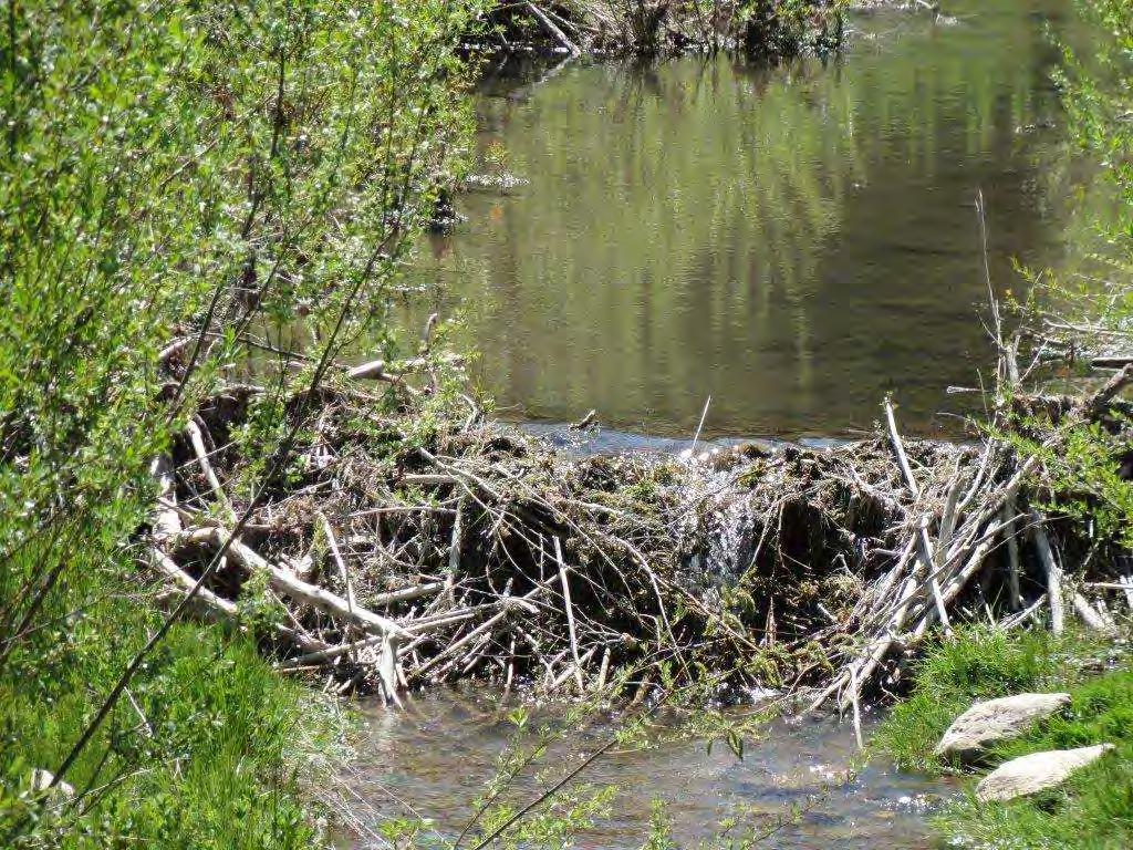 Beaver Pond on Moffett Creek (Trib to Scott