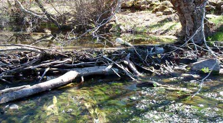 Hole-in-the- Ground Creek (trib to Shasta River) "What had existed as riffle-pool