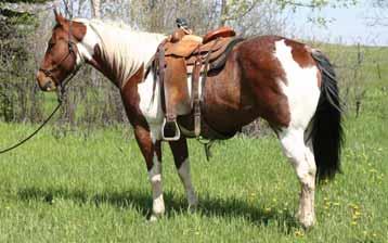 Harlan will cross bridges, logs and rapid running streams. He is very good with his feet in rough terrain. He is an exceptional ranch horse, has a ton of cow. He will pin his ears and lock on to one.