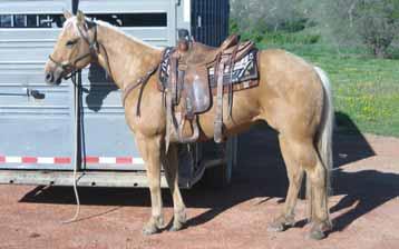 He has been used for all types of ranch work and will really watch and turn a cow. He is easy to get along with. Tuck has a good walk with a lot of feel and a good handle.