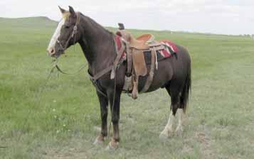 64 PRANCER 2001 Chestnut Pony Gelding Prancer is a mid-sized pony with lots of go. Keaton has been heeling on him and has drug calves at the brandings on him.