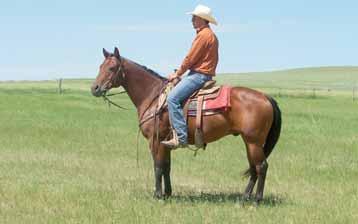 Anorexia Mr San Peppy Sugar Badger Pepard Colonel Freckles Poco Miss Solis s Boy Rex Bar Deck Peppy is a horse that has lots of go and you won t wear him out. He has been ranch ridden.