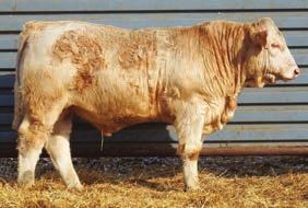 Plus above in both 205 and 365 wt. His mother B274 had a set of twins that made the sale last year and then bred early to have this Century son.